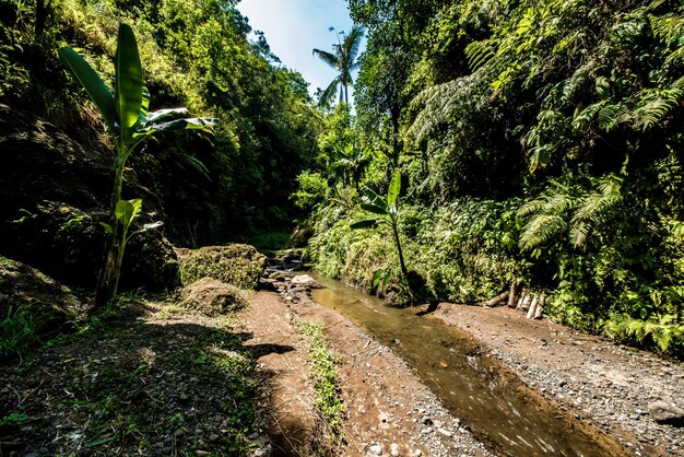 Piękny widok na wodospad na Bali w Indonezji