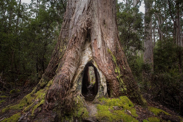 Piękny widok na wydrążone drzewo w Parku Narodowym Mount Field, Tasmania, Australia