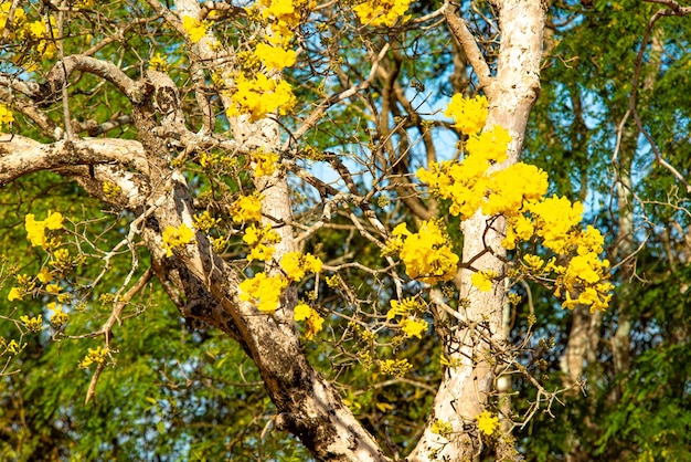 Piękny widok na zwierzęta w Brasilia Zoo Brazylia