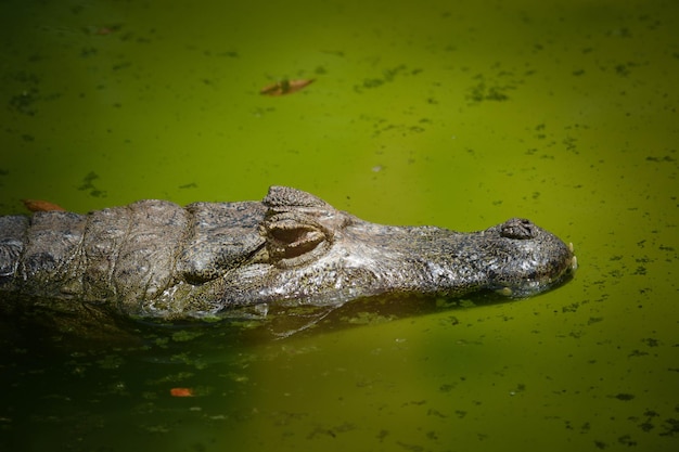 Piękny widok na zwierzęta w Brasilia Zoo Brazylia