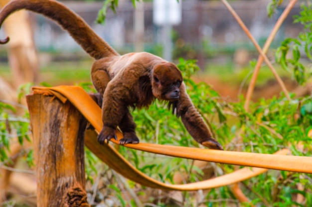 Piękny widok na zwierzęta w Brasilia Zoo Brazylia