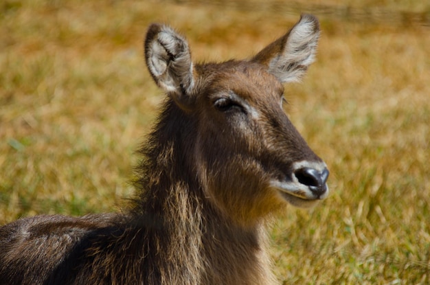 Piękny widok na zwierzęta w Brasilia Zoo Brazylia