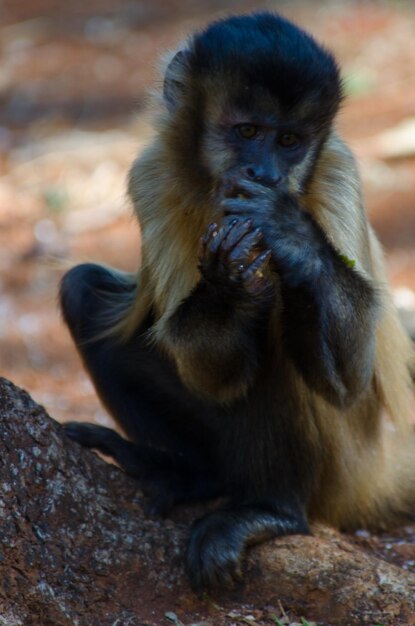 Zdjęcie piękny widok na zwierzęta w brasilia zoo brazylia