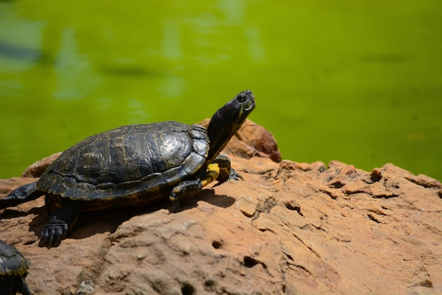 Piękny widok na zwierzęta w zoo w Brasilii