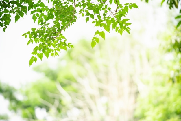 Zdjęcie piękny widok natury zielony liść na niewyraźne tło zieleni w świetle słonecznym z bokeh i kopią przestrzeni za pomocą jako tło naturalne rośliny krajobraz ekologia koncepcja tapety