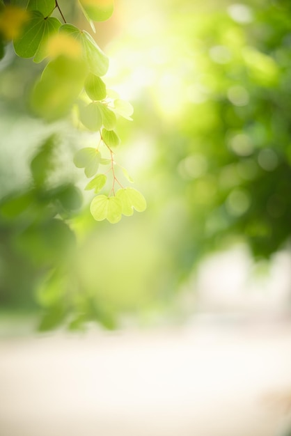 Zdjęcie piękny widok natury zielony liść na niewyraźne tło zieleni w świetle słonecznym z bokeh i kopią przestrzeni za pomocą jako tło naturalne rośliny krajobraz ekologia koncepcja tapety