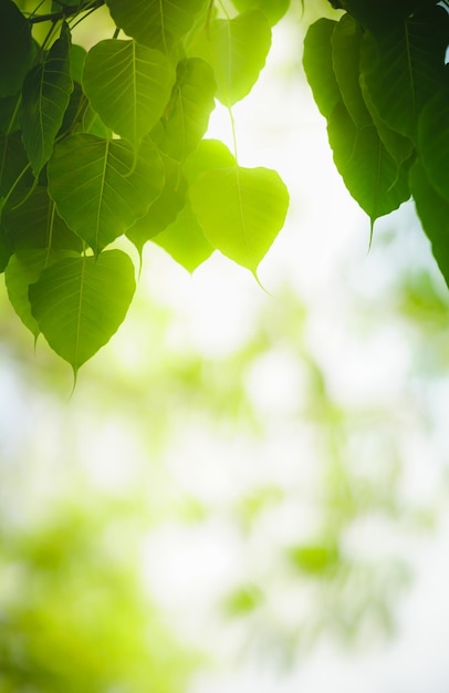 Zdjęcie piękny widok natury zielony liść na niewyraźne tło zieleni w świetle słonecznym z bokeh i kopią przestrzeni za pomocą jako tło naturalne rośliny krajobraz ekologia koncepcja tapety