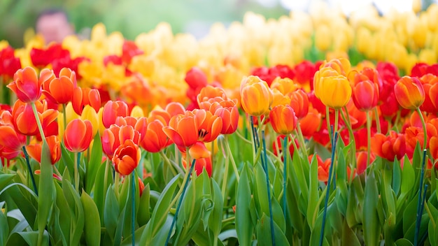 Piękny widok pomarańczowe tulipany. Łąka kwiatów tulipanów.