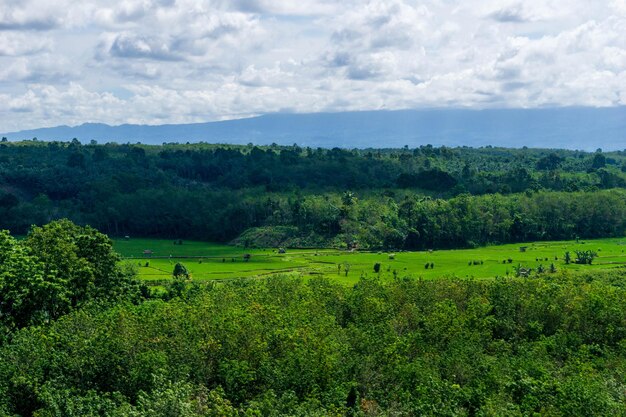 Piękny widok poranny Indonezja Panorama Krajobraz pola ryżowe z pięknym kolorem i naturalnym światłem nieba