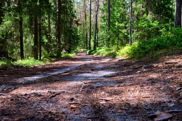 Piękny widok ścieżki leśnej przez las iglasty z ciemnego obszaru na jasny