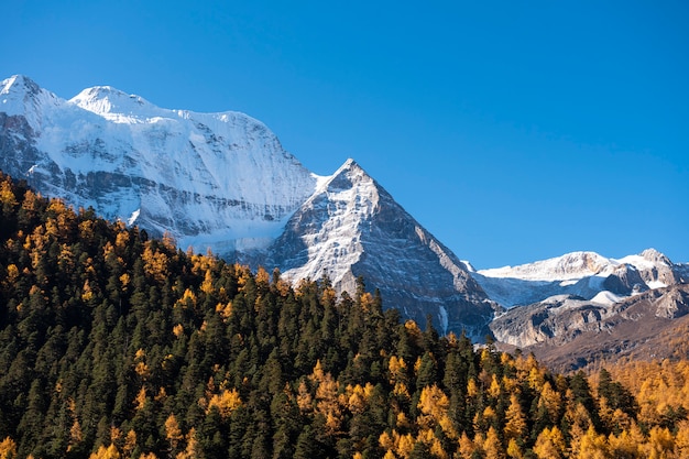 Piękny Widok śniegu Szczyt Z Jesień Liśćmi W Yading Rezerwacie Przyrody, Sichuan, Chiny.