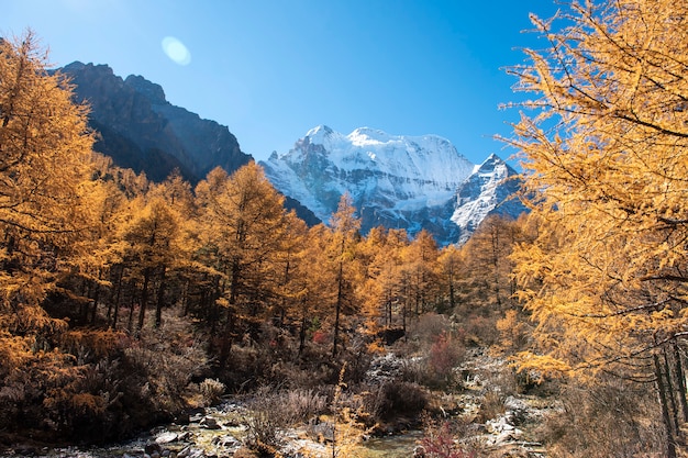 Piękny widok śniegu szczyt z jesień liśćmi w yading rezerwacie przyrody, Sichuan, Chiny.