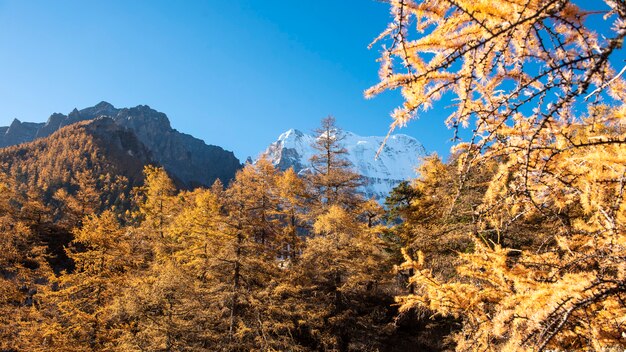 Piękny Widok śniegu Szczyt Z Jesień Liśćmi W Yading Rezerwacie Przyrody, Sichuan, Chiny.