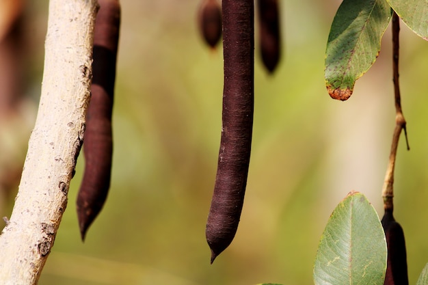 Piękny widok z bliska przetoki Cassia Fruit