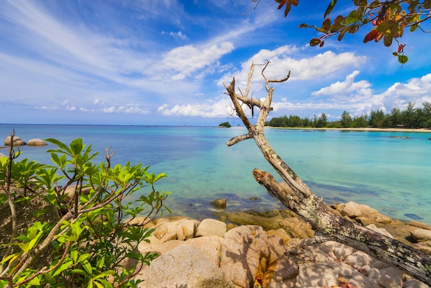 Zdjęcie piękny widok z palmami kokosowymi wzdłuż plaży na wyspie bintan