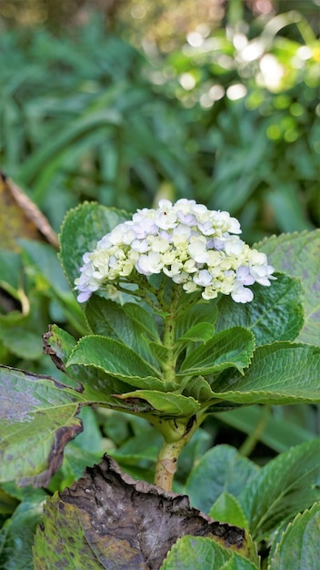 Piękny widok zbliżenie kwiatów hortensji macrophylla