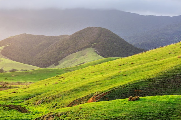 Piękny Wiejski Krajobraz Nowej Zelandii - Zielone Wzgórza I Drzewa