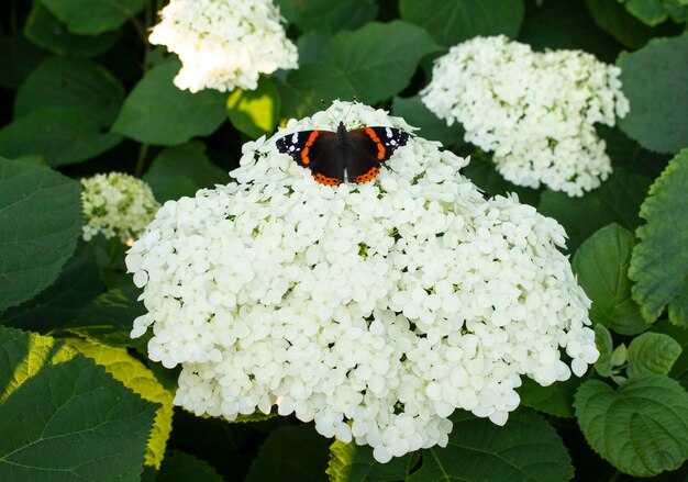 Piękny wielobarwny motyl siedzi na kwitnącym białym kwiecie hortensji. Rosną w ogrodzie.