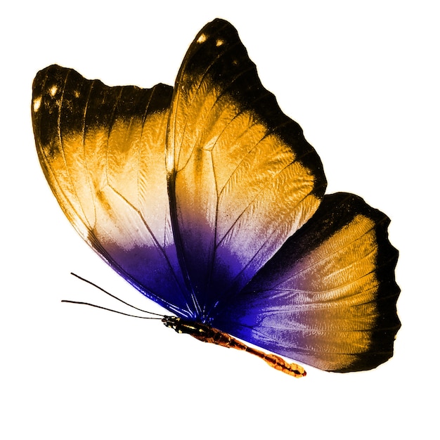 Piękny wielokolorowy motyl na białym tle