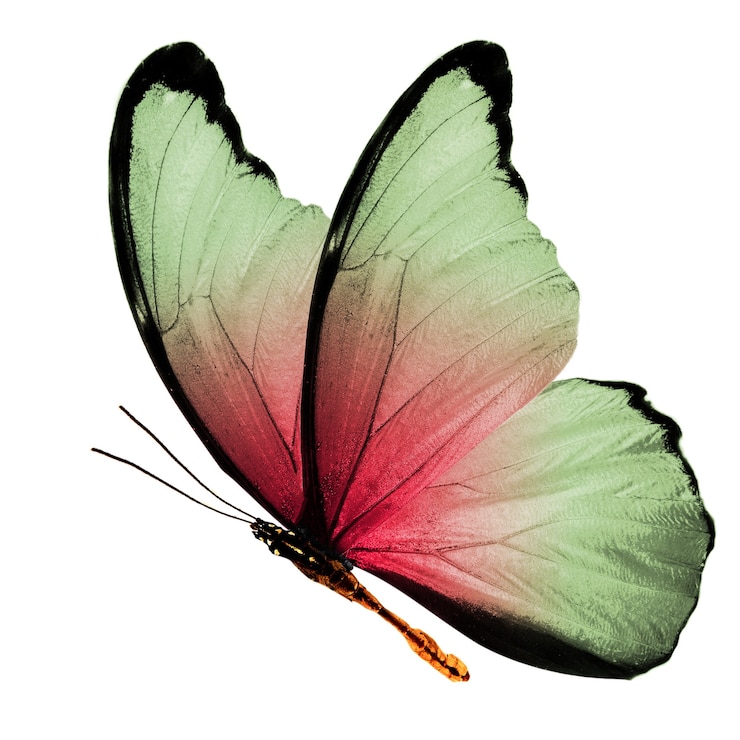 Zdjęcie piękny wielokolorowy motyl na białym tle
