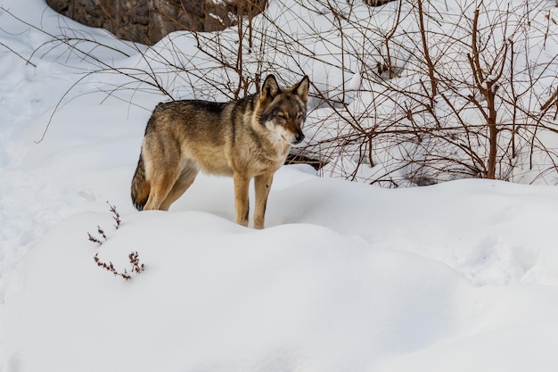 Piękny wilk na zaśnieżonej drodze