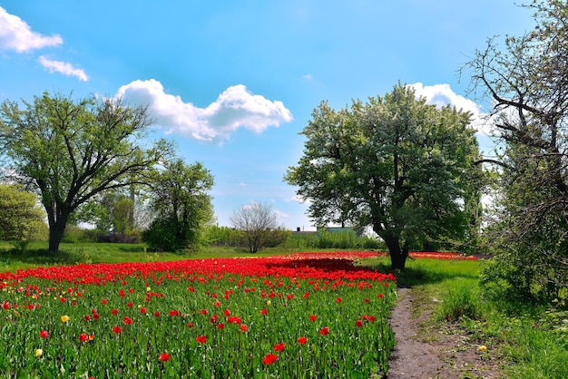 Piękny wiosenny krajobraz drzew i polnych kwiatów tulipanów na tle błękitnego nieba