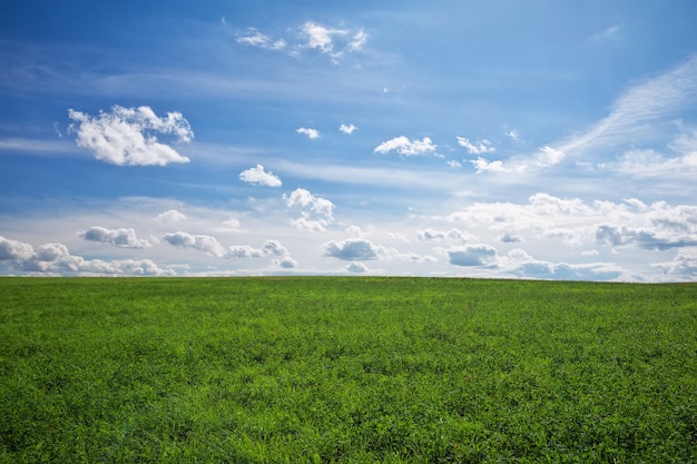 Piękny wiosenny krajobraz. Pole trawy i idealne niebo