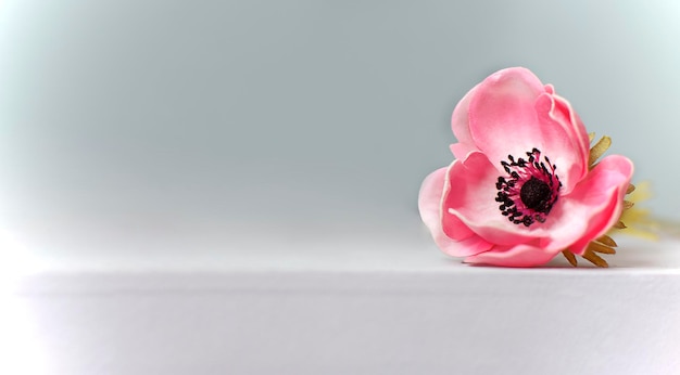Piękny wiosenny kwiat na papierowym tle Długi baner z różowym sztucznym anemonem Karta wiosna