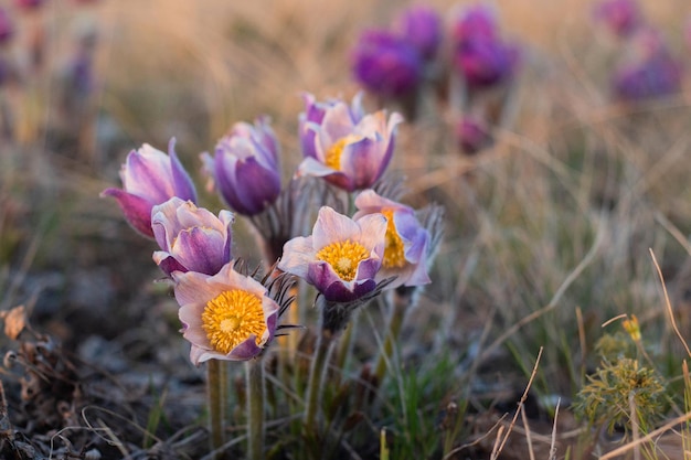 Piękny wiosenny kwiat Pulsatilla lub sasanka