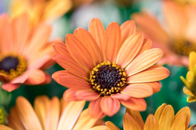 Piękny wiosenny kwiat z życzeniami Gerbera