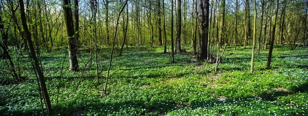 Piękny wiosenny las pokryty kwiatami w słoneczną pogodę