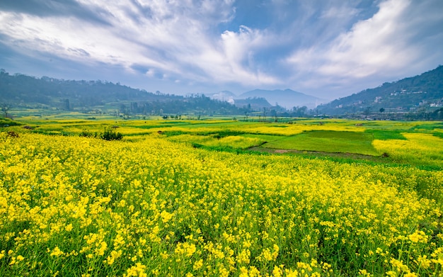 piękny wiosenny widok na farmę Blossom Musterd w dolinie Katmandu w Nepalu