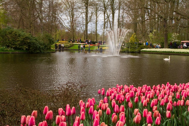 Piękny wiosenny widok z ogrodu botanicznego Keukenhof