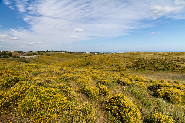 Piękny wiosna widok Algarve wsi wzgórza z żółtymi krzakami i niebieskim niebem z białymi chmurami lokalizować w Portugalia.