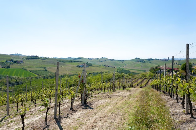 Piękny włoski krajobraz. Winnice z regionu Langhe, rolnictwo we Włoszech. Światowego Dziedzictwa UNESCO