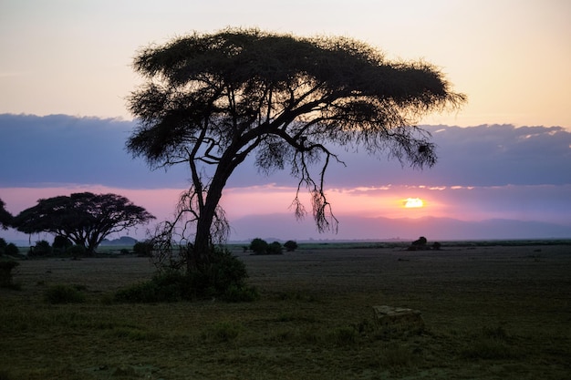 Piękny wschód lub zachód słońca w afrykańskiej sawannie z akacji Park Narodowy Masai Mara Kenia