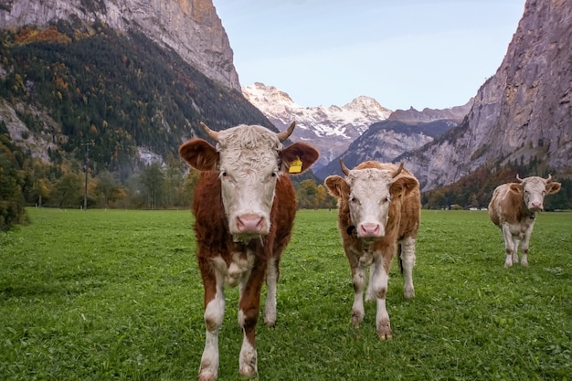 Piękny wysokogórski krajobraz w Lauterbrunnen dolinie, Szwajcaria, jesień.