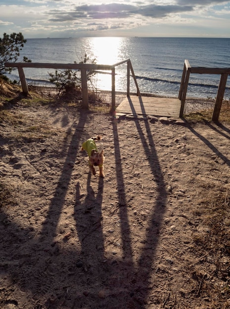 Zdjęcie piękny zachód słońca i pies na wydmach bałtyckiej plaży o zachodzie słońca w kłajpedzie na litwie