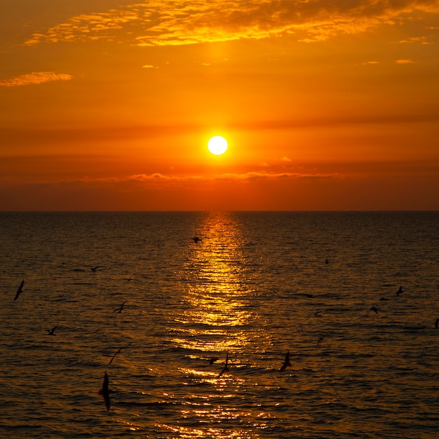 Piękny zachód słońca nad morzem Zachodzące słońce nad oceanem, wieczorem mewy przelatują nad morzem