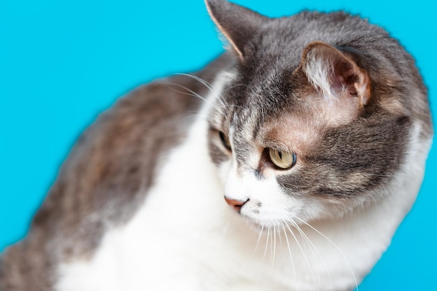 Piękny zadbany i schludny kot domowy siedzi na niebieskim tle i odwraca wzrok Portret z bliska