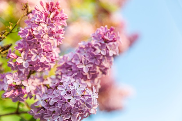 Piękny zapach fioletowo-fioletowych kwiatów bzu kwitnących wiosną