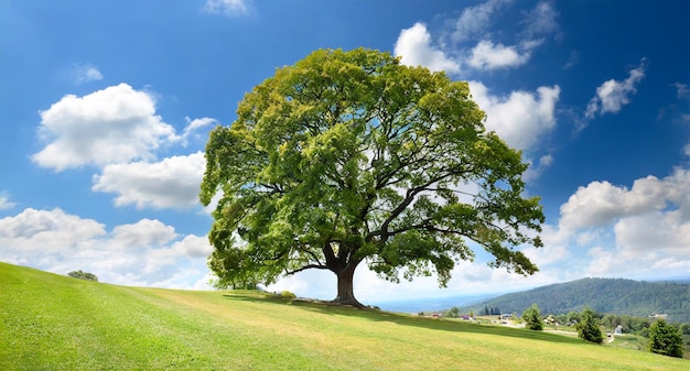 Piękny zdjęcie samotnego drzewa stojącego na środku zielonego pola pod czystym niebem