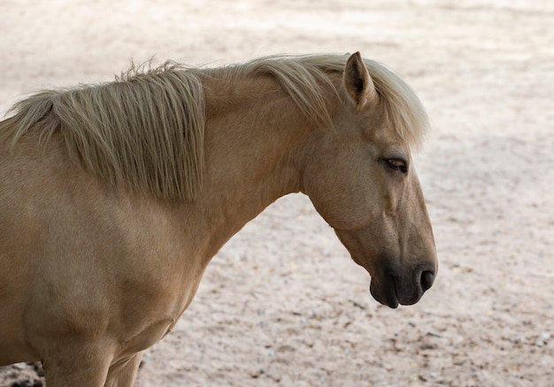Piękny żeński Koń