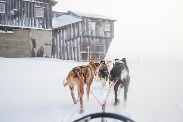 Zdjęcie piękny zespół psów husky ciągnący sanie w pięknym norweskim porannym krajobrazie