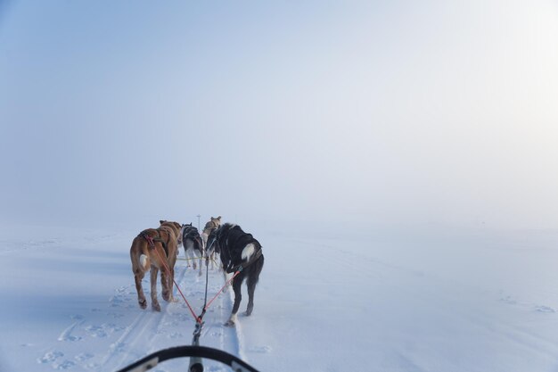 Zdjęcie piękny zespół psów husky ciągnący sanie w pięknym norweskim porannym krajobrazie