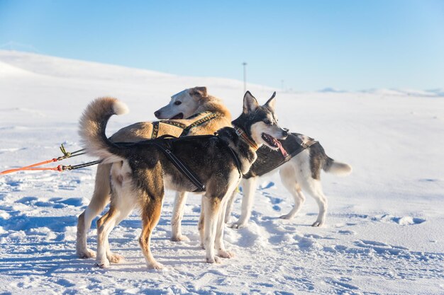 Zdjęcie piękny zespół psów husky ciągnący sanie w pięknym norweskim porannym krajobrazie