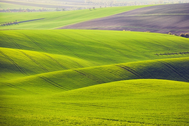 Piękny zieleni pole w Południowych Moravia, republika czech