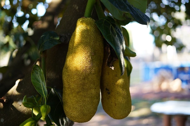 Piękny Zielony Jackfruit Wiszący Na Drzewie