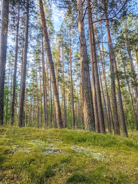 Piękny Zielony Las Sosnowy Latem Lub Wiosną. Jasne Poranne Słońce Przeświecające Przez Drzewa