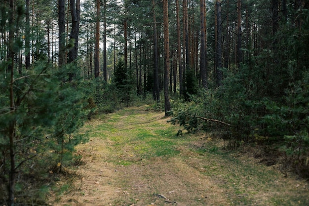 Piękny Zielony Las W Lecie Obwód Witebski Białoruś